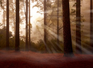 Verborgener Pfad durch mystischen Nebelwald