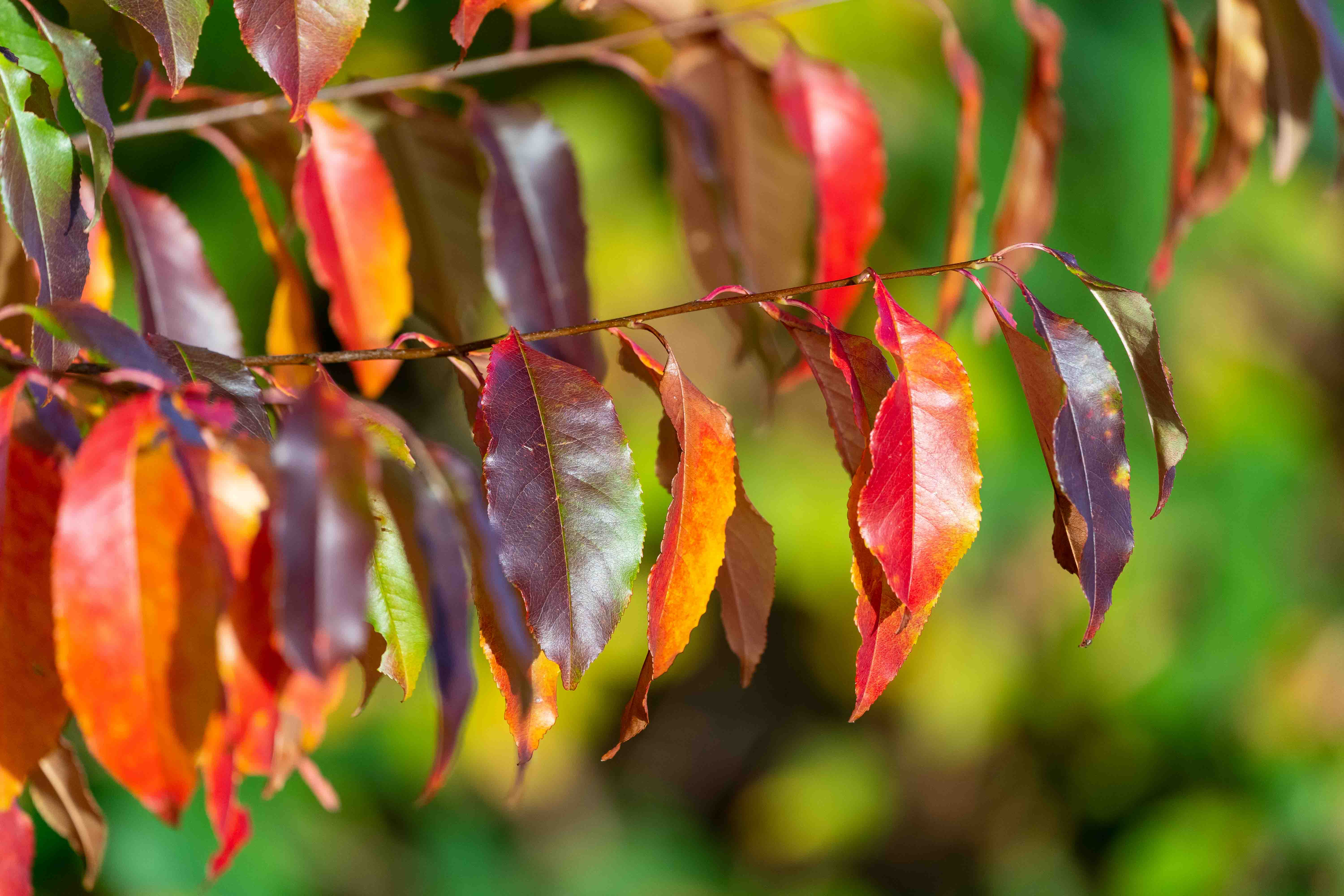 Herbstblätter