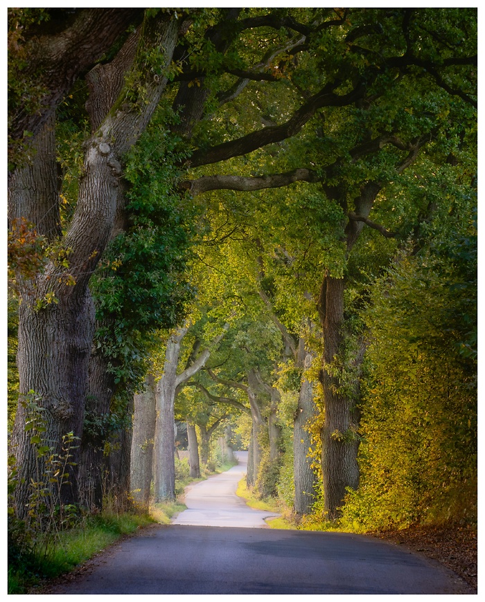 Blick entlang der Straße mit wunderschönen alten Eichen im goldenen Sonnenlicht