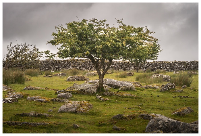 Blick auf einen Baum auf einer Wiese zwischen kleinen Felsen vor einer Steinmauer