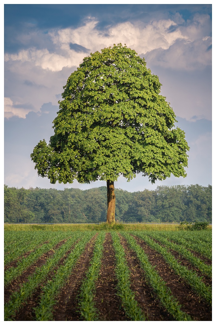 Blick über das Feld auf einen Baum am Straßenrand