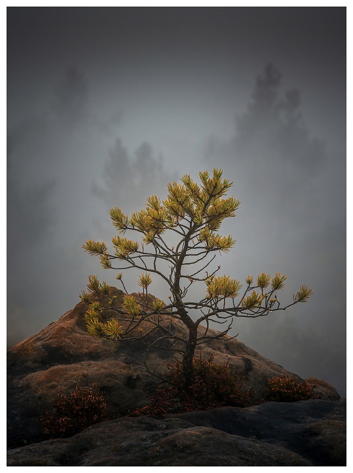 Blick auf einen kleinen Baum auf einem Felsen bei starkem Nebel im Elbsandsteingebirge