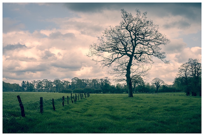 Blick auf einen wunderschönen Baum inmitten einer Wiese