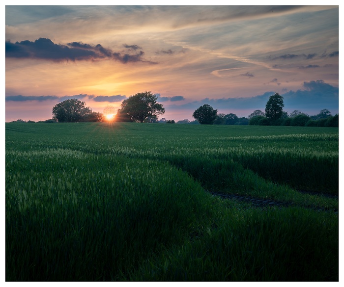 Blick über ein grünes Feld im Abendlicht