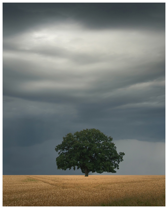 Eine Eiche steht mitten auf dem Feld im sommerlichen Regenschauer