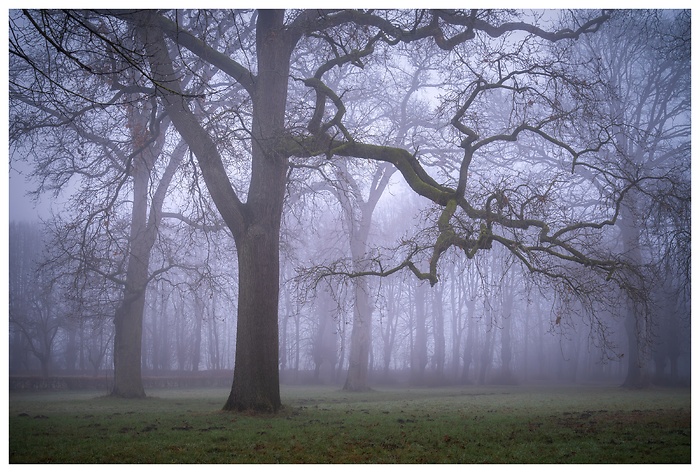 Blick auf die alten Eichen im Barockgarten bei Nebel