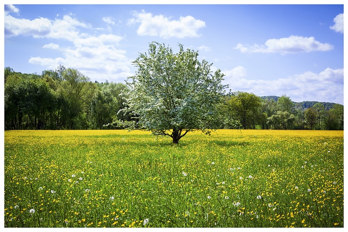 Ein wunderschöner, blühender Baum steht inmitten einer leuchtenden Frühlingswiese