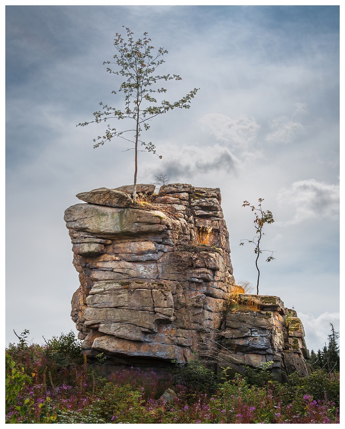 Blick auf einen Baum, der auf einem großen Felsen wächst