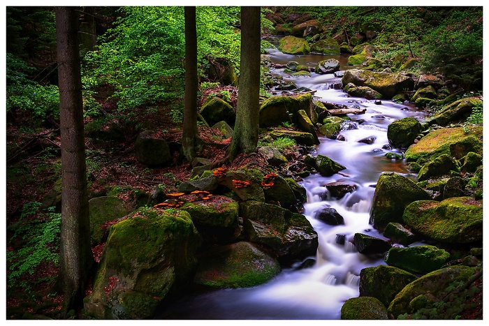 Blick auf einen sprudelnden Flussabschnitt der Ilsefälle im Wald