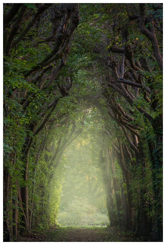 Blick zwischen die Bäume einer märchenhaften Allee im Barackgarten