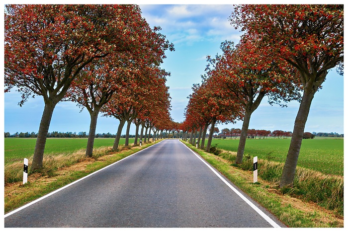 Blick auf die windschiefen Bäume in der Mehlbeerenallee auf Fehmarn