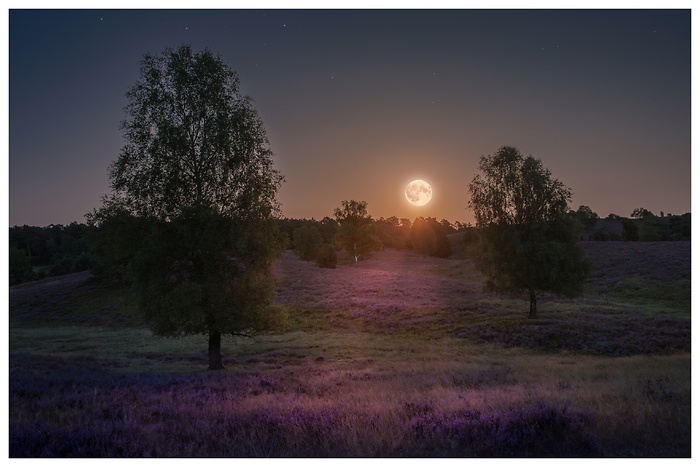 Der Mond scheint über der blühenden Heidelandschaft