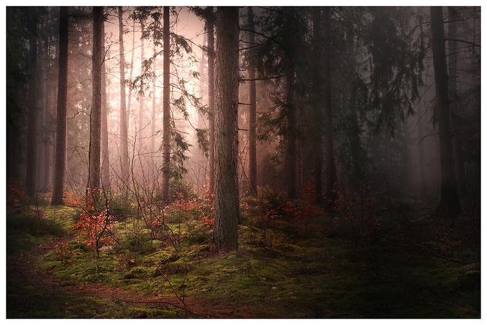 Inmitten im nebligen Wald, wenn die Sonne aufgeht und die ersten Sonnenstrahlen leuchten