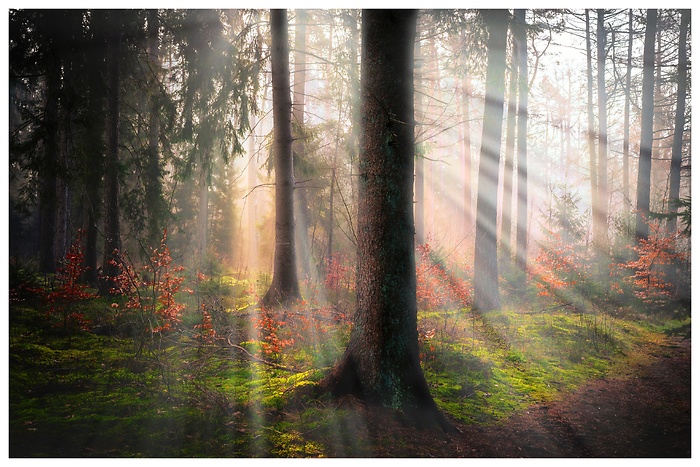 Inmitten im nebligen Wald, wenn die Sonne aufgeht und die ersten Sonnenstrahlen leuchten