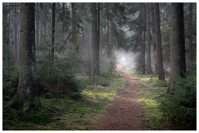 Inmitten im nebligen Wald, wenn die Sonne aufgeht und die ersten Sonnenstrahlen leuchten