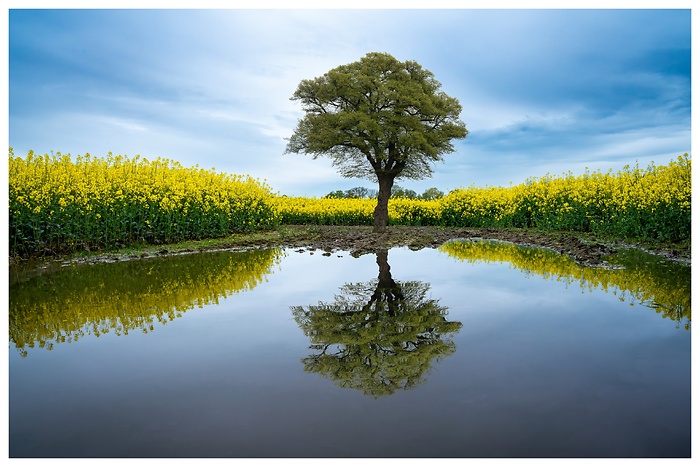 Blick auf einen einsamen Baum vor einem Rapsfeld mit Spiegelung in einer Wasserpfütze