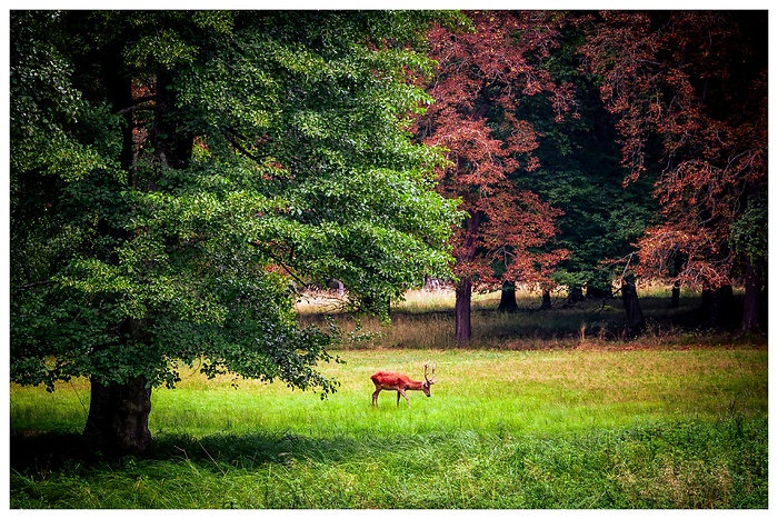 Blick auf einen Rothirsch auf einer Wiese zwischen prächtigen Bäumen