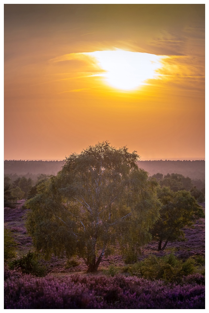 Blick auf die blühende Landschaft in der Lüneburger Heide