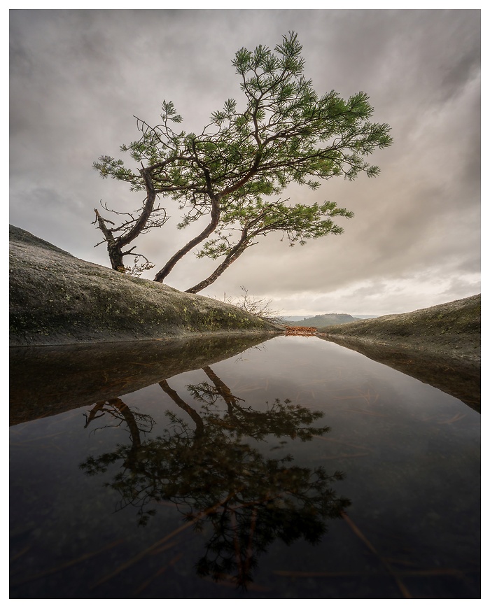 Blick auf einen kleinen Baum der sich in einer Regenpfütze spiegelt