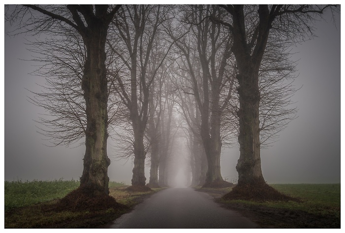 Blick auf die Bäume der Stegener Allee im Nebel