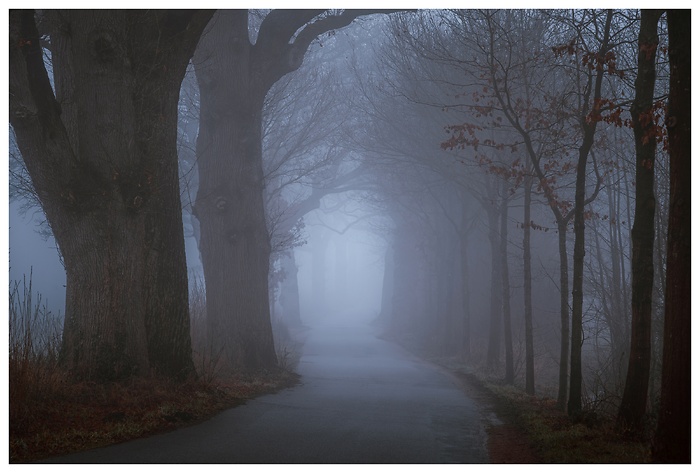 Blick auf die Straße zwischen den alten Bäumen im Nebel