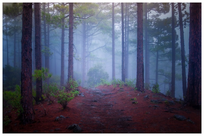 Regnerische Wandertour durch den nebligen Wald bei Organos auf Teneriffa