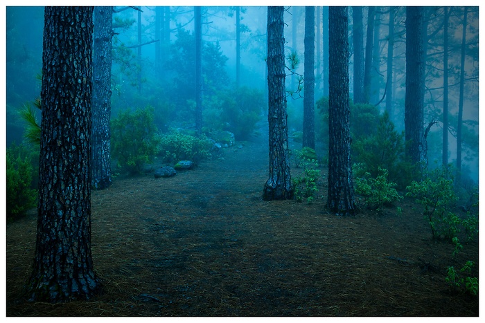 Wandertour im blauen Nebel durch den Wald bei Organos auf Teneriffa