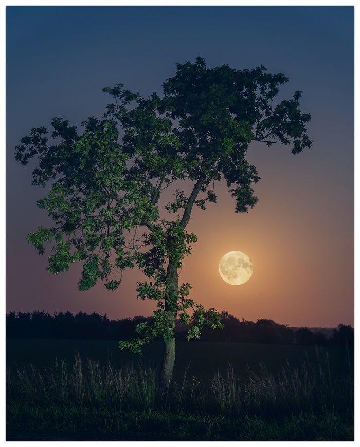 Blick auf den tiefstehenden Vollmond der den Nachthimmel erleuchtet