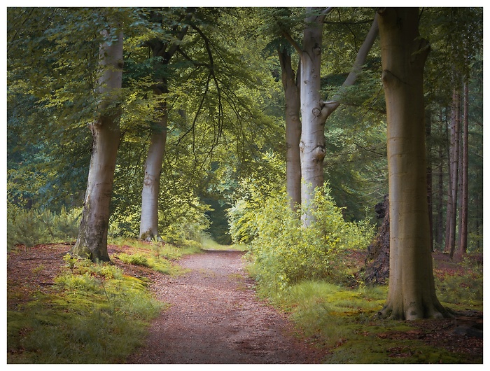 Blick auf einen kleinen Pfad der in den wunderschönen Wald hinein führt