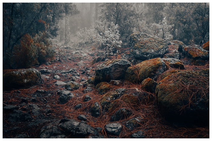 Verborgener Pfad durch einen mystischen Nebelwald auf Teneriffa