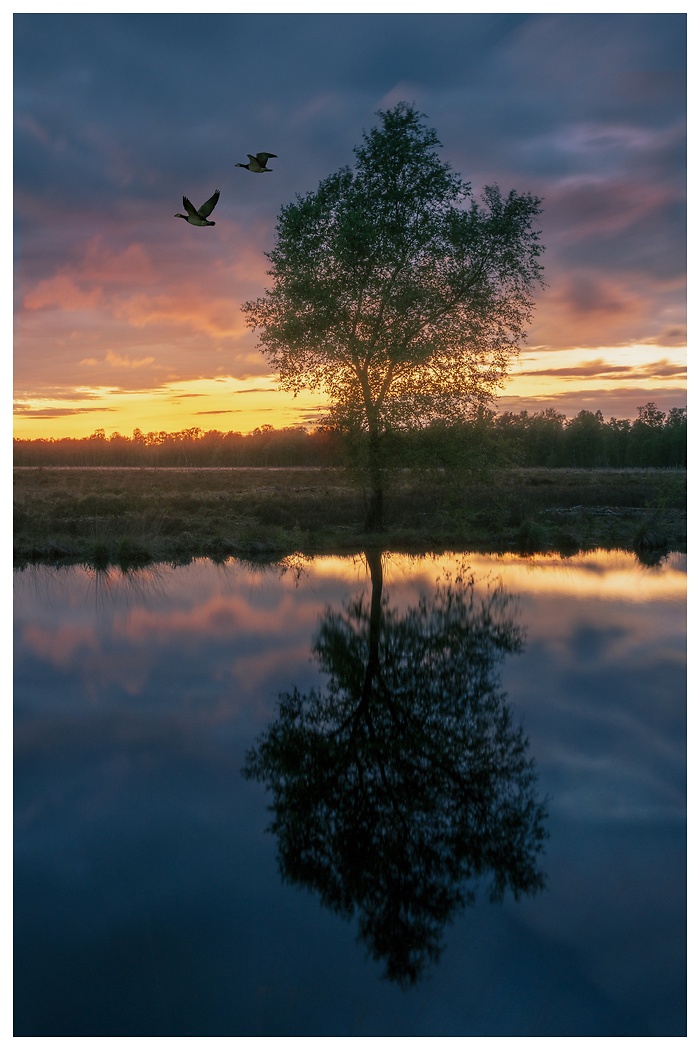 Ein spiegelnder Baum im Pietzmoor bei rotem Sonnenuntergang