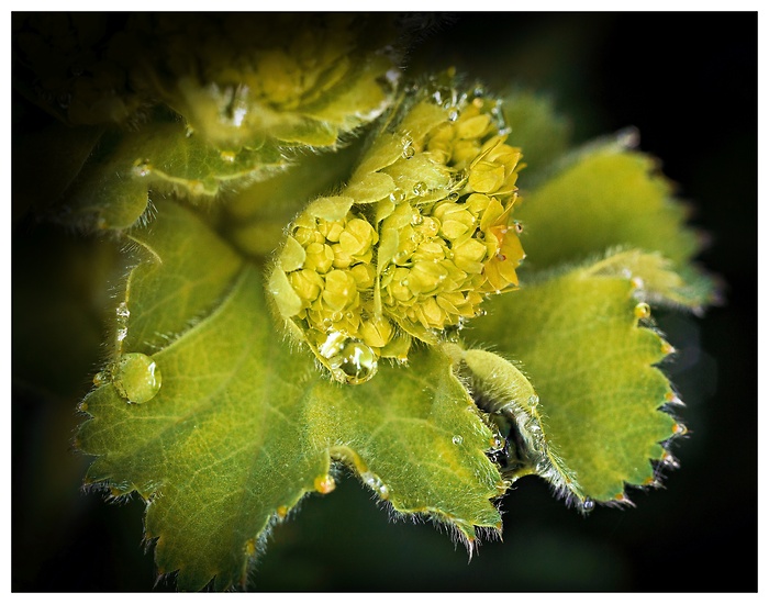 Nahaufnahme einer Blume mit Wassertropfen