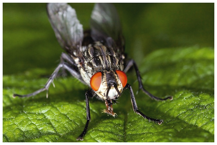 Makrofoto einer Fliege, die zentral auf einem grünen Blatt sitzt