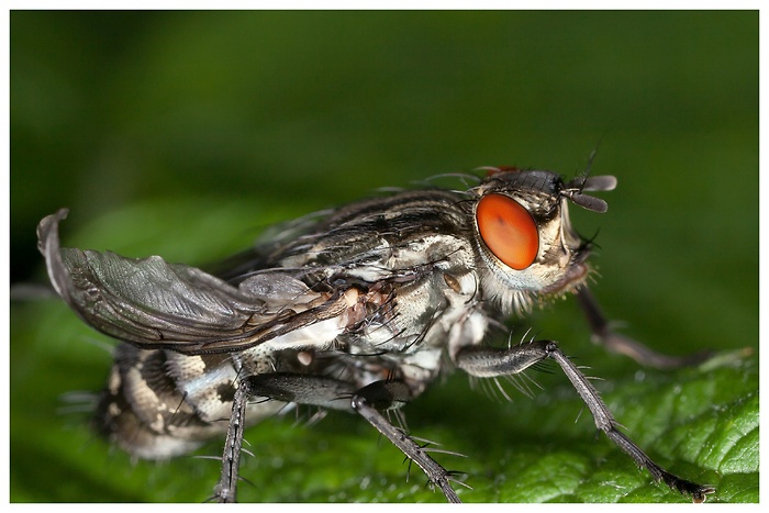 Makrofoto einer Fliege, die auf einem Blatt sitzt