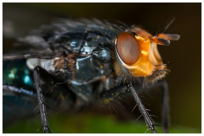 Extremes Makrofoto einer Fliege mit vielen Details und Fassettenauge