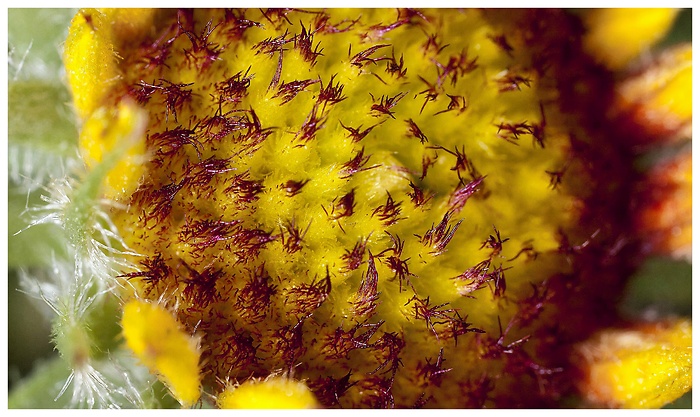 Nahaufnahme einer hübschen gelb-roten Blüte mit vielen Details