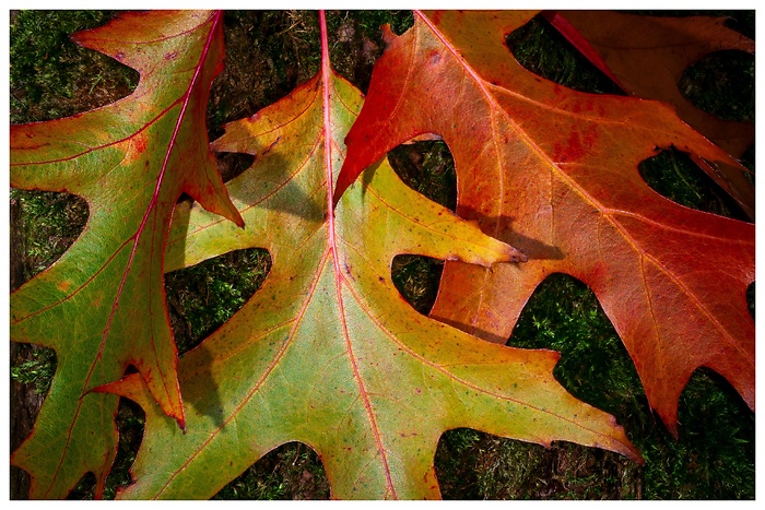 Bunte Herbstblätter liegen im Moos