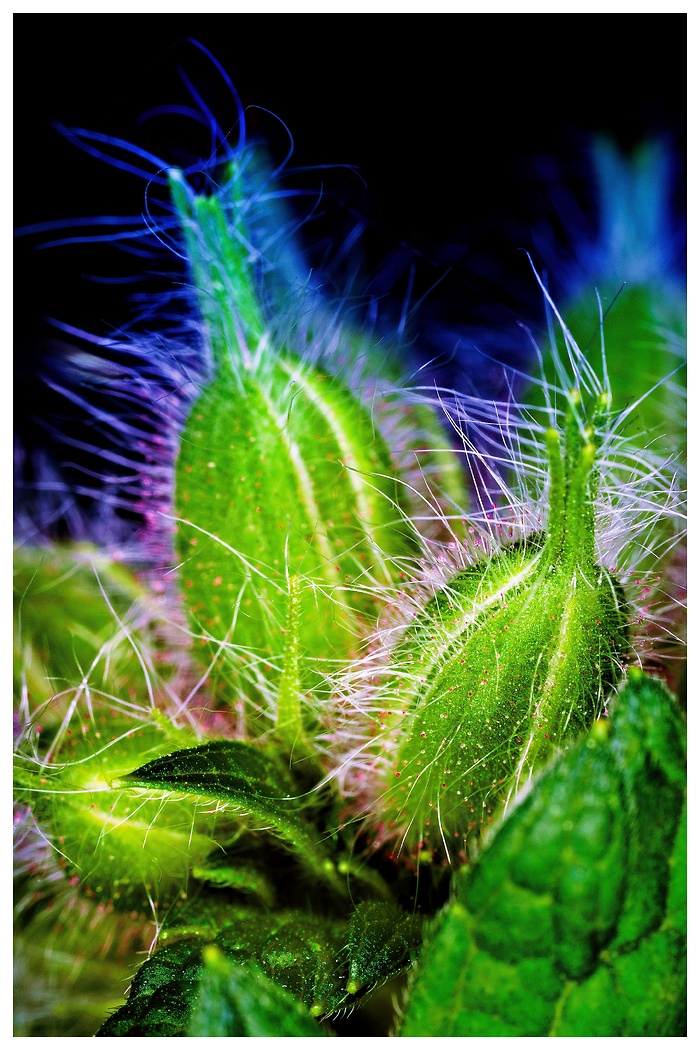 Macro Aufnahme einer haarigen Pflanze