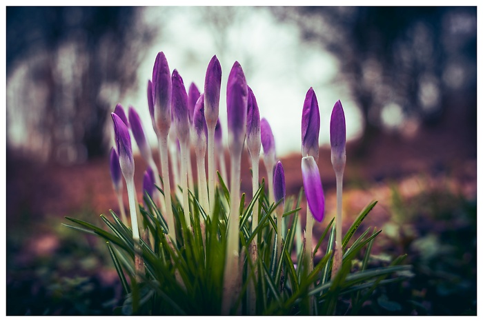 Leuchtende, lilaKrokusse bringen Farbe in die Winterwelt und lassen auf den Frühling hoffen