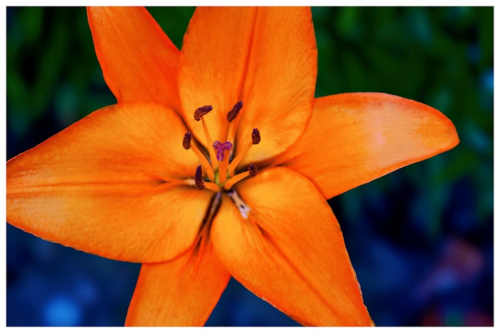 Leuchtende Blüte mit rötlichen Blütenblättern