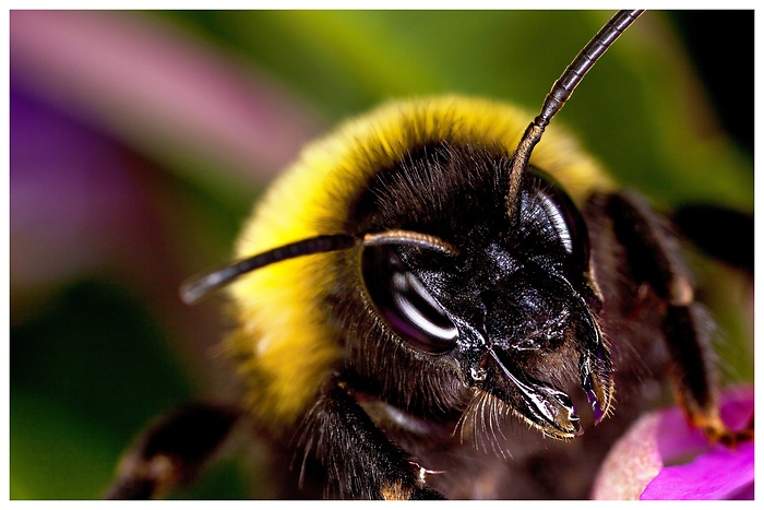 Eine Hummel sitz auf einer Blüte und blickt bedrohlich in die Kamera