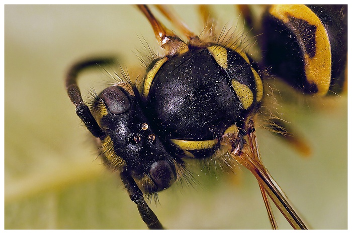 Nahaufnahme einer toten Wespe im Garten