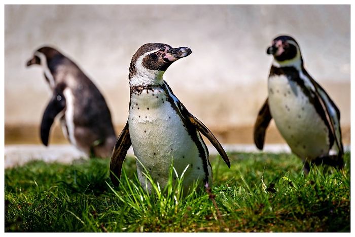 Drei Humboldt-Pinguine stolzieren über eine Wiese, aufgenommen im Tierpark Neumünster