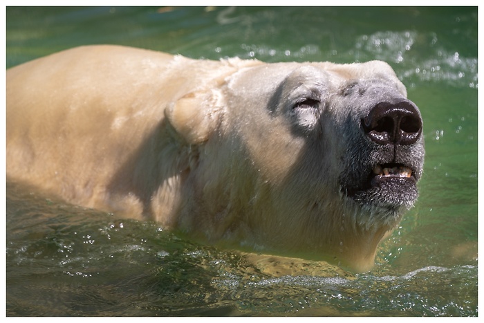 Ein weißer Eisbär schwimmt im Wasser, aufgenommen im Tierpark Neumünster