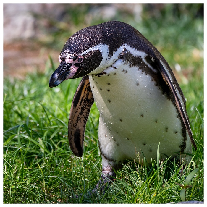 Ein neugieriger Humboldt-Pinguine steht auf einer Wiese, aufgenommen im Tierpark Neumünster