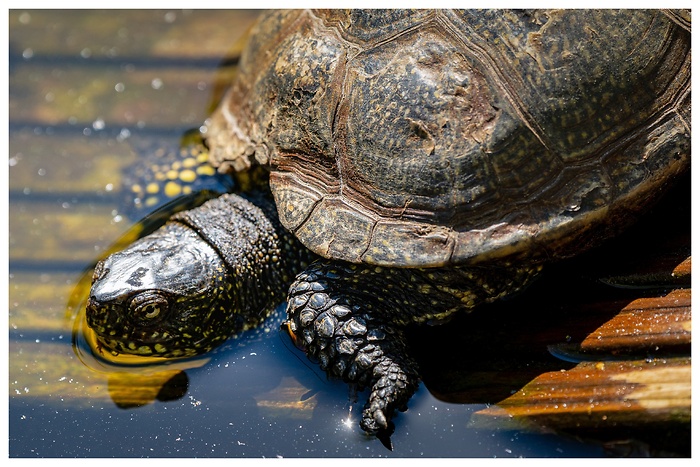 Eine Schildkröte auf dem Weg ins Wasser, aufgenommen im Tierpark Neumünster