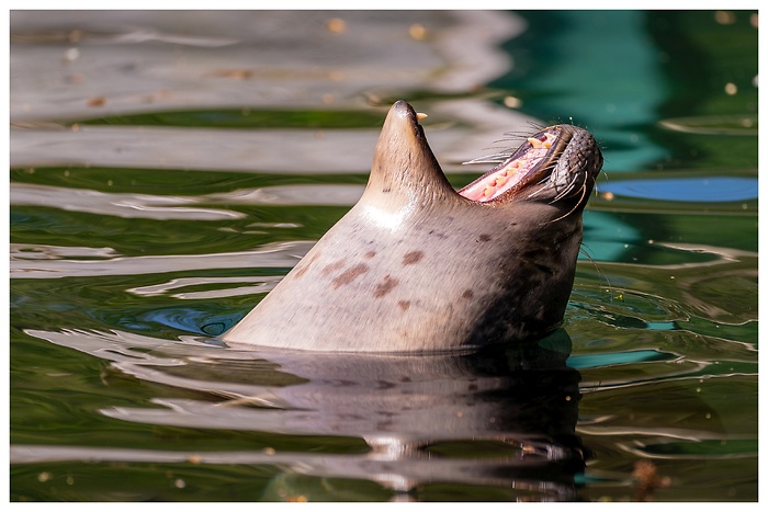 Ein Seehund mit offenem Maul schaut aus dem Wasser, aufgenommen im Tierpark Neumünster