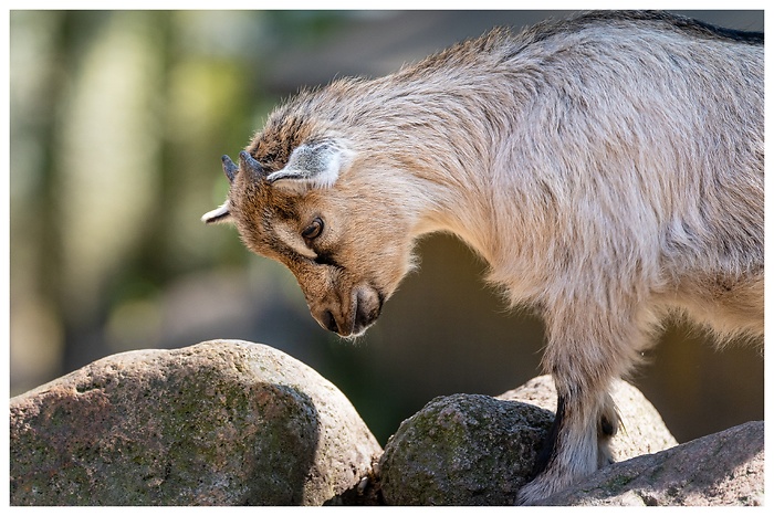 Helle Ziege klettert über Steine, aufgenommen im Tierpark Neumünster